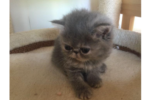 成約済の岡山県のエキゾチックショートヘア-31964の3枚目